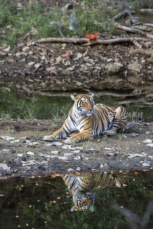 ranthambore国家公园的孟加拉虎(Panthera tigris tigris)